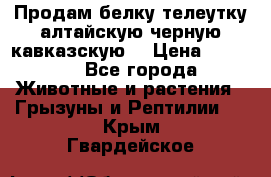 Продам белку телеутку алтайскую,черную кавказскую. › Цена ­ 5 000 - Все города Животные и растения » Грызуны и Рептилии   . Крым,Гвардейское